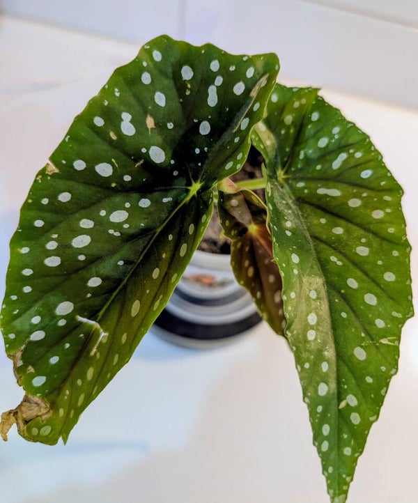 Begonia Maculata (Polka Dot Begonia)