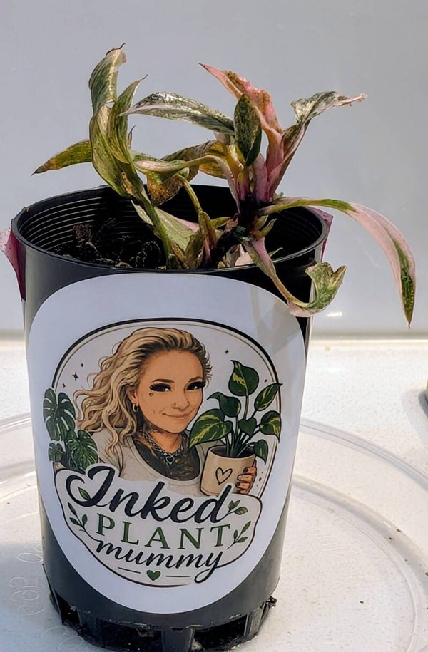 Highly Variegated Pink Princess Philodendron