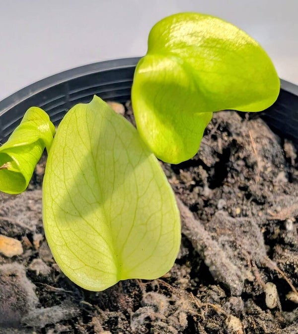 Monstera Lemon Lime