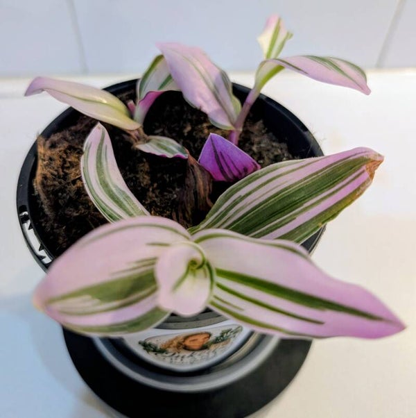 Tradescantia Nanouk