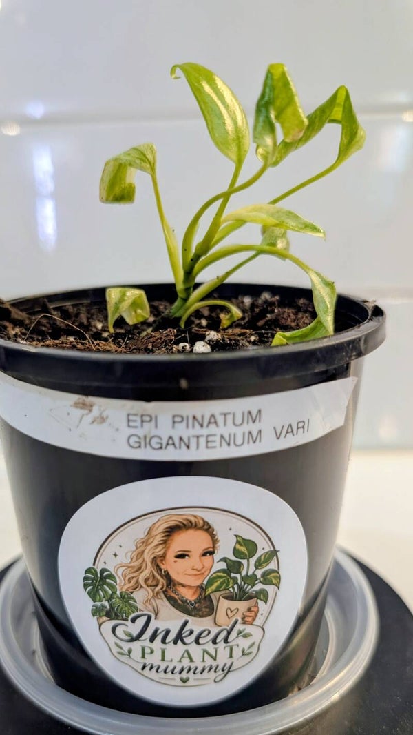 Epipremnum Giganteum Variegated