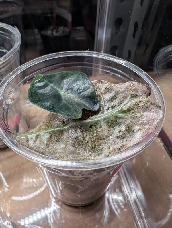 Alocasia Polly Variegated Mint