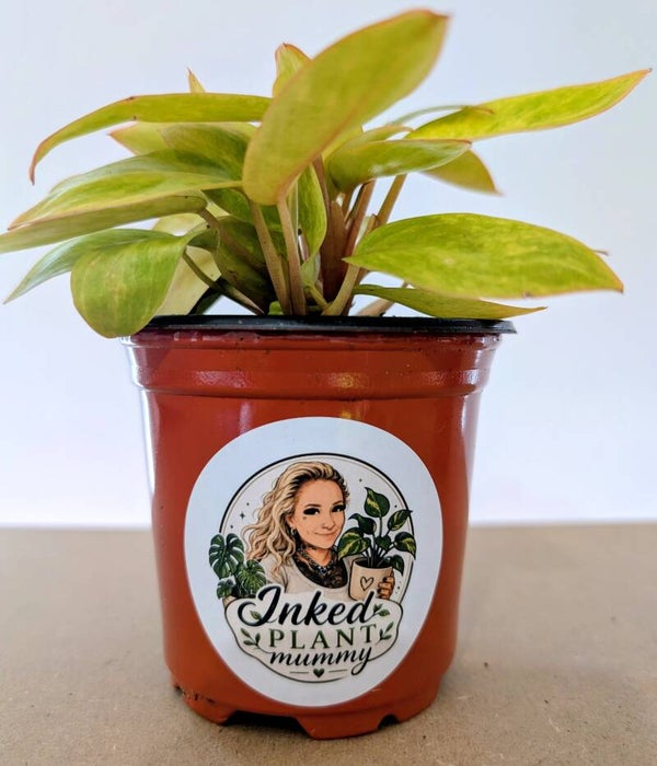 Philodendron Painted Lady