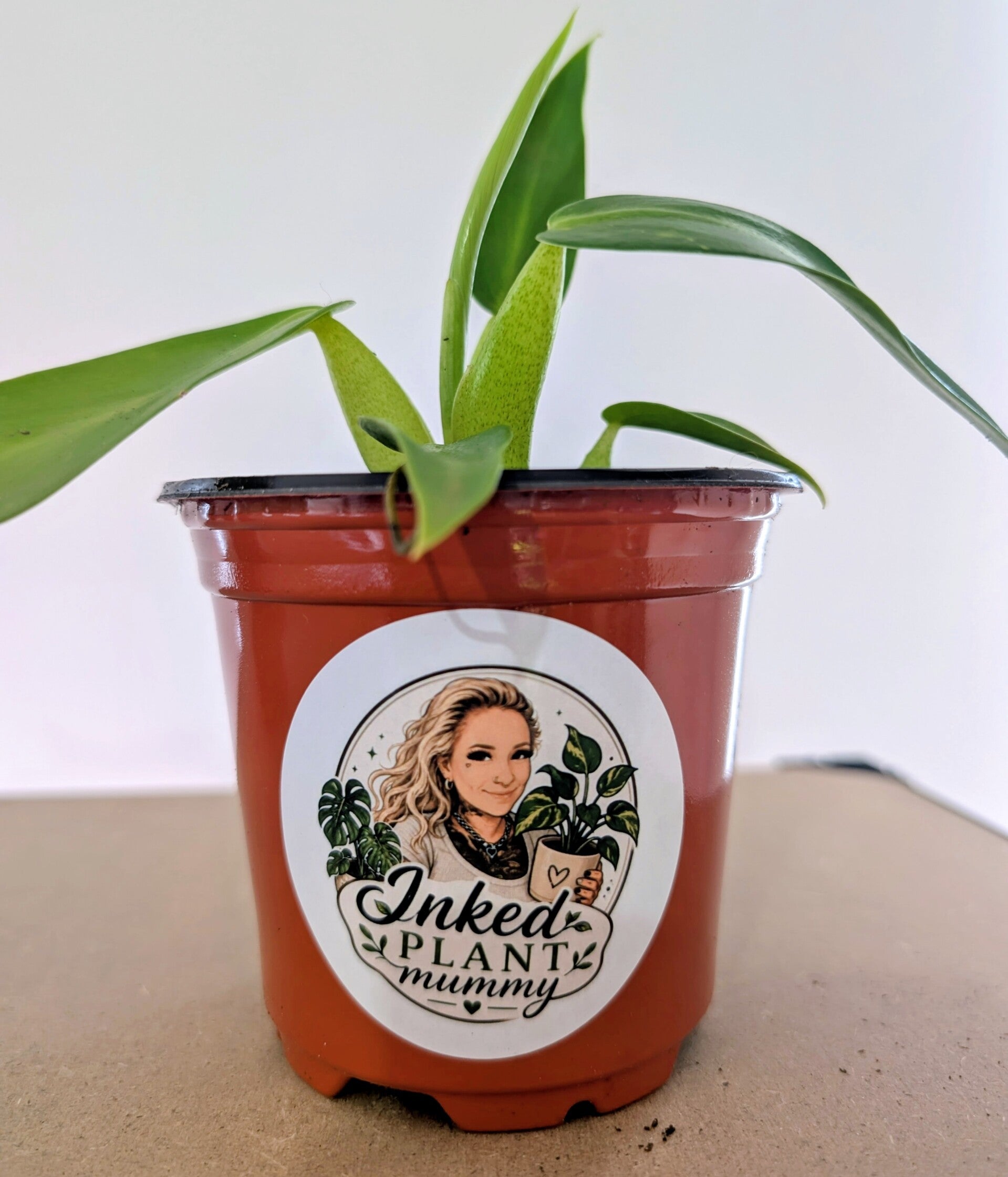 Philodendron Fat Boy