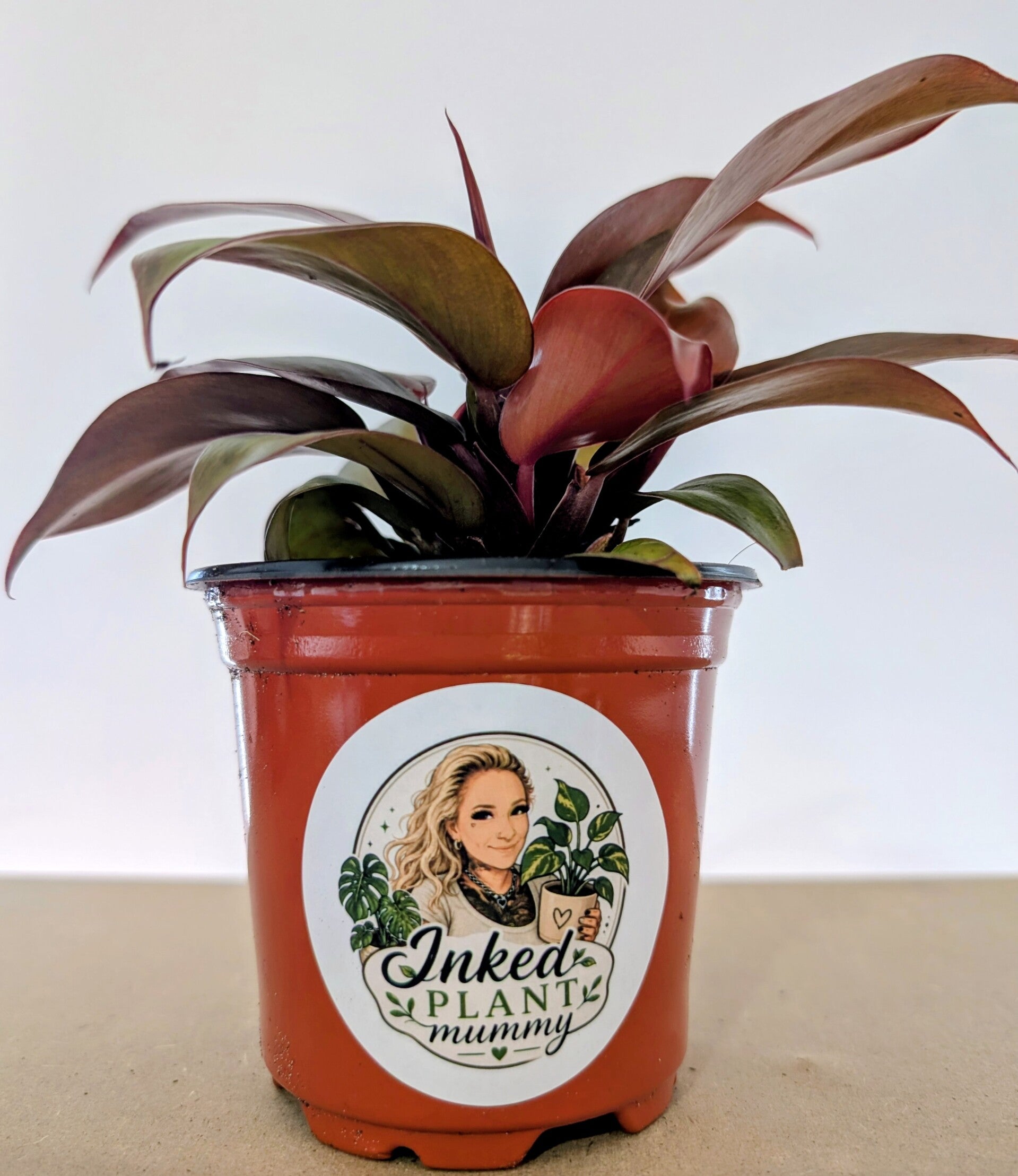 Philodendron Prince of Orange
