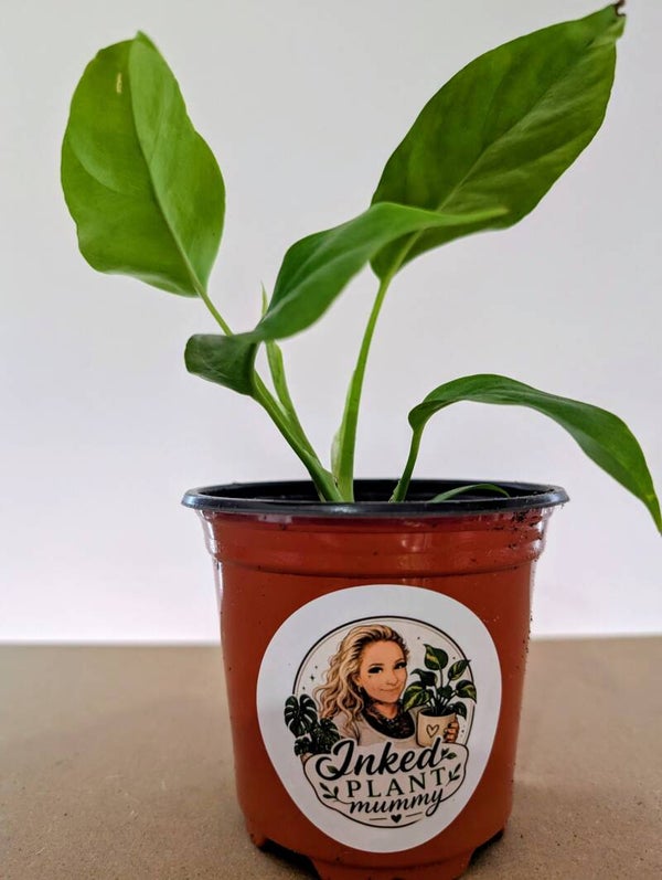 Philodendron Minima/Mini Monstera