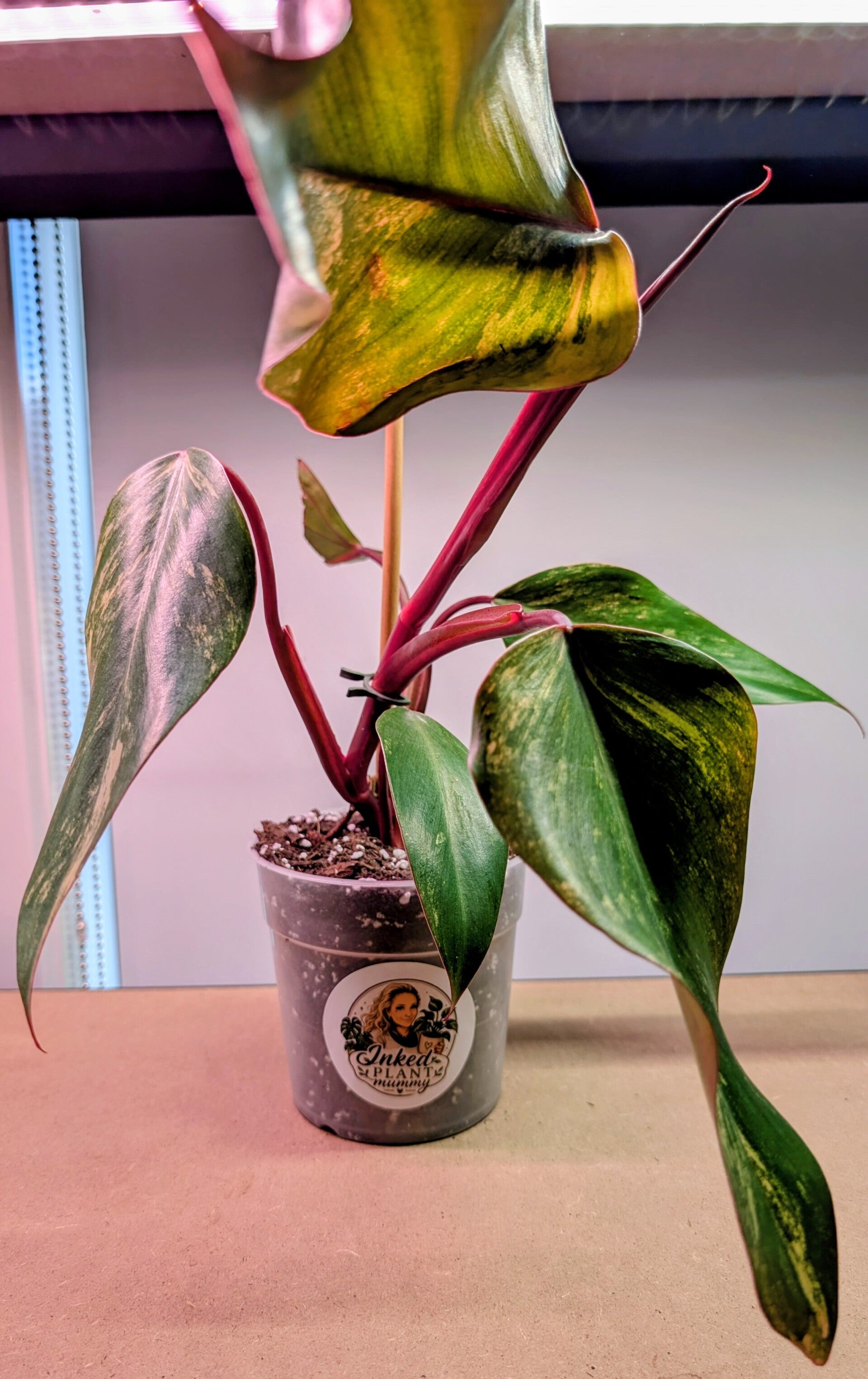 Philodendron Strawberry Shake