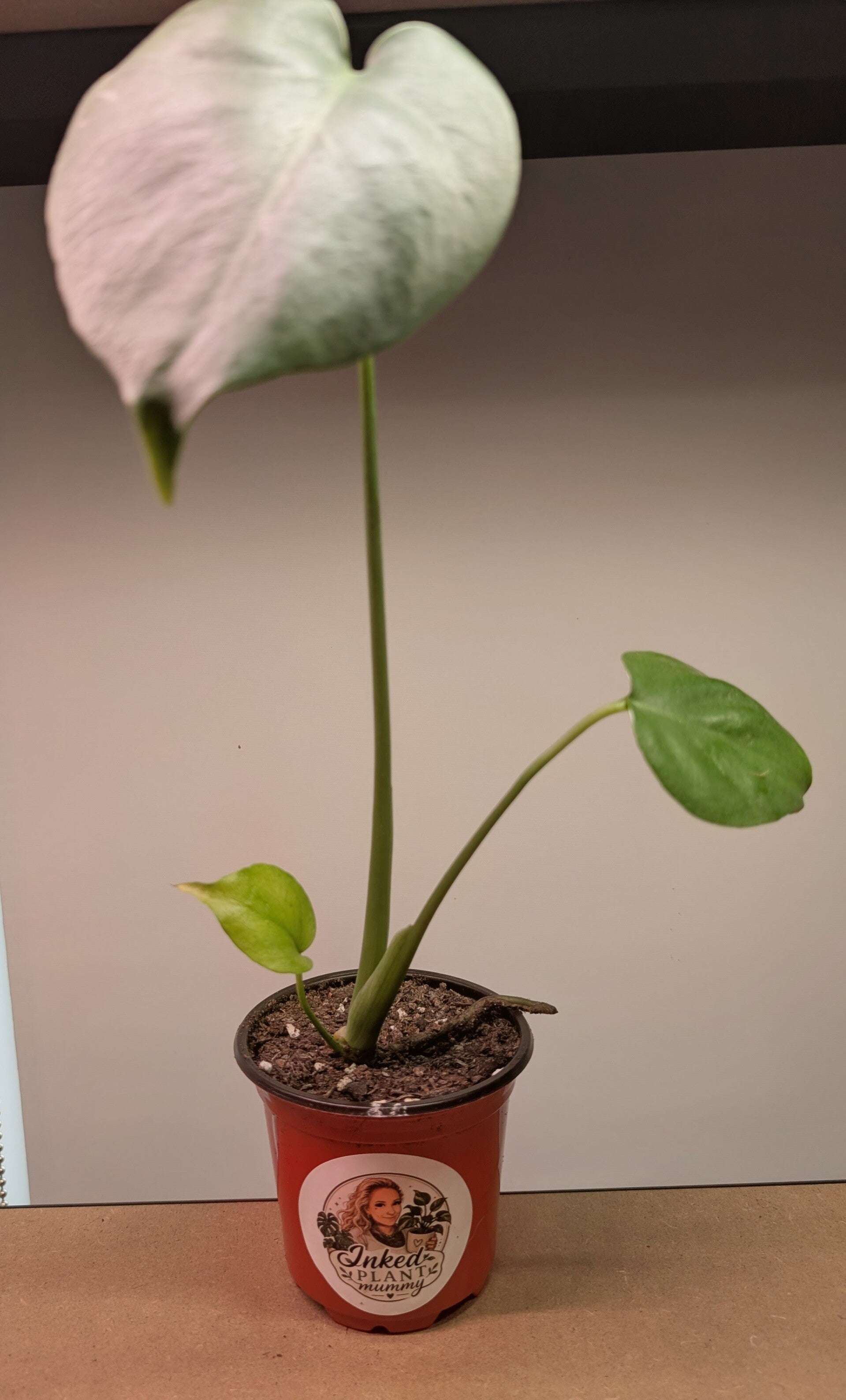 Monstera Delicousa