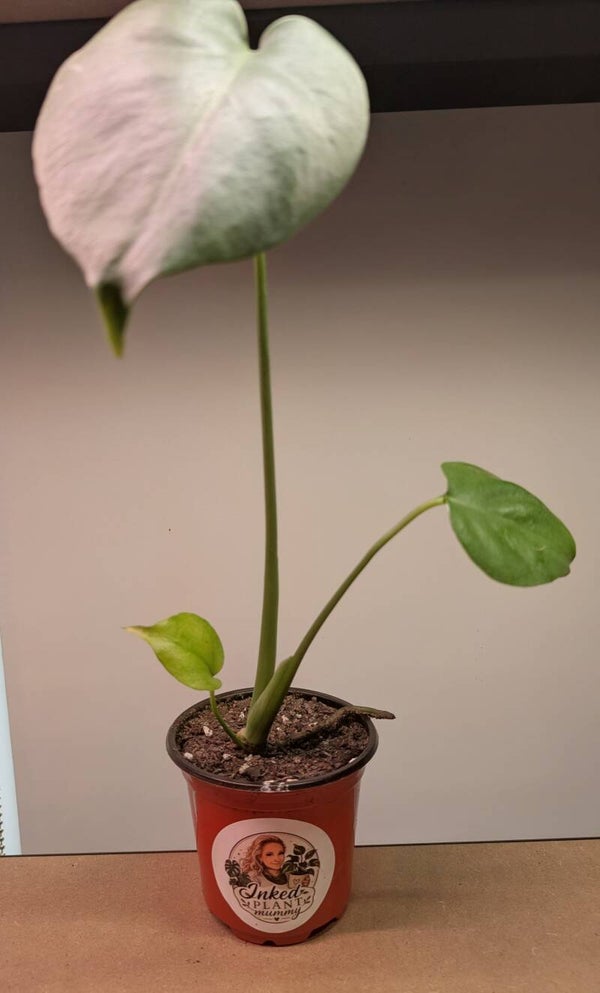 Monstera Delicousa