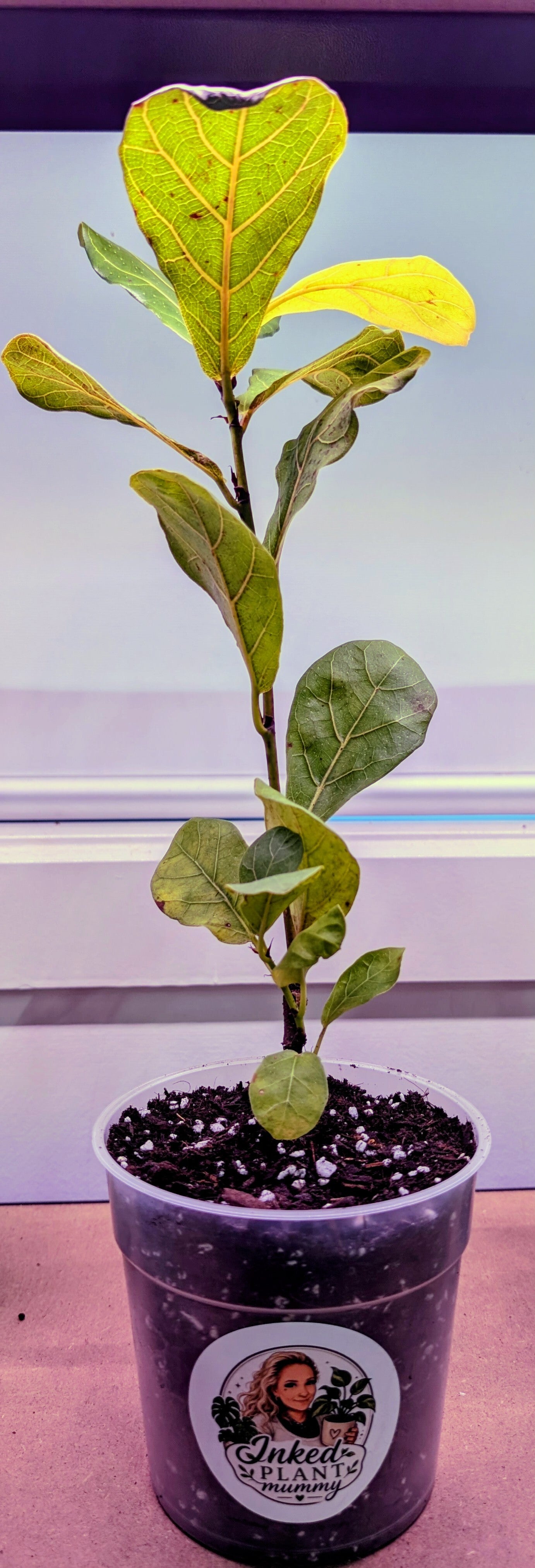 Ficus Lyrata - Fiddle Leaf Fig