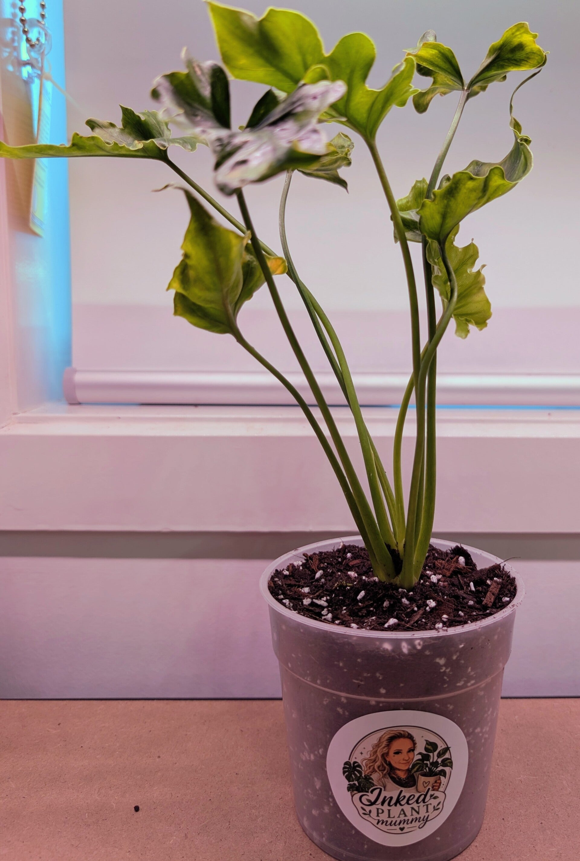 Philodendron Lickety Split