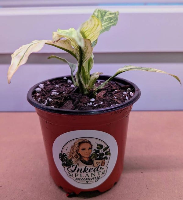 Variegated Peace Lily