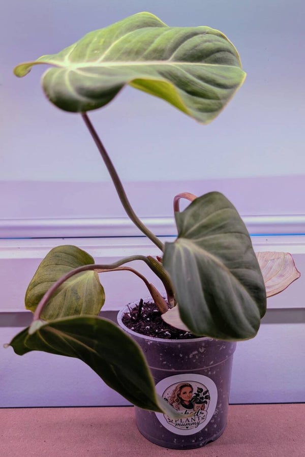 Philodendron Gloriosum - Velvet Philodendron