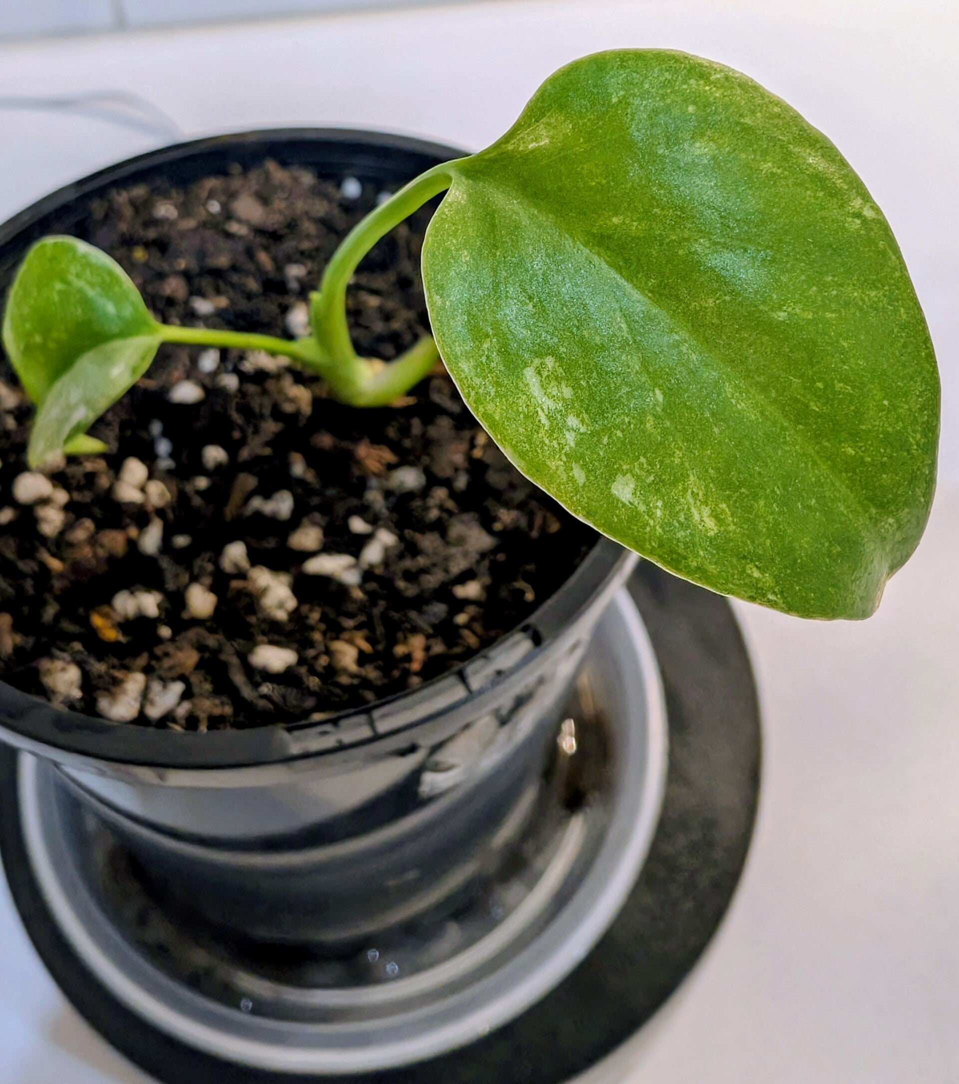 Monstera Green Snow