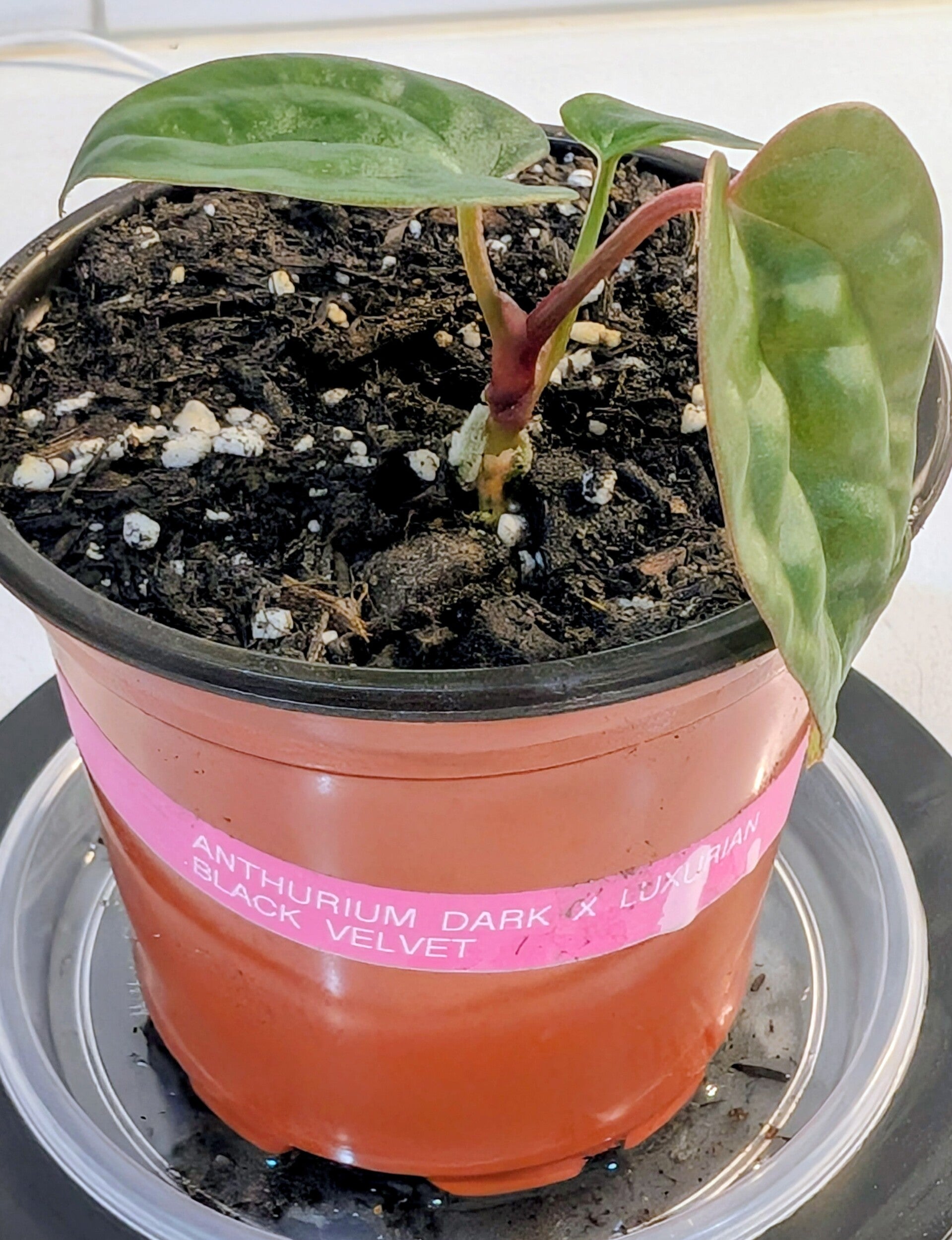 Anthurium Dark X Luxurian Black Velvet
