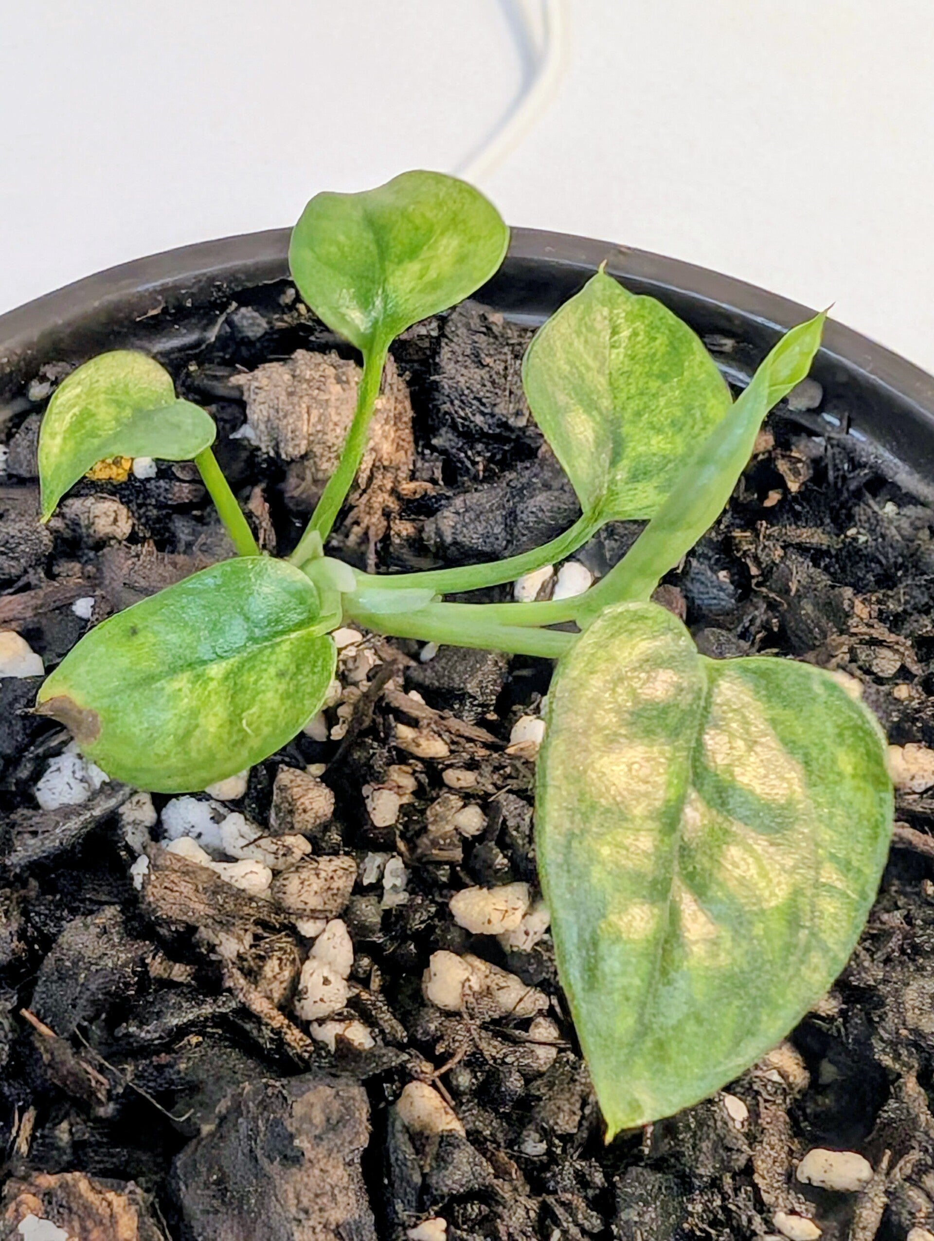 Epipremnum Yellow Mint