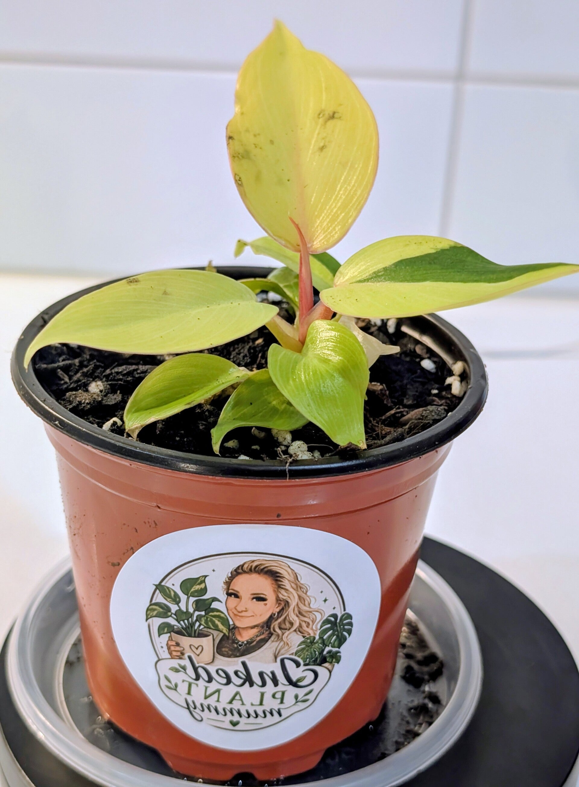 Philodendron Jungle Fever Yellow AKA Egg Yolk