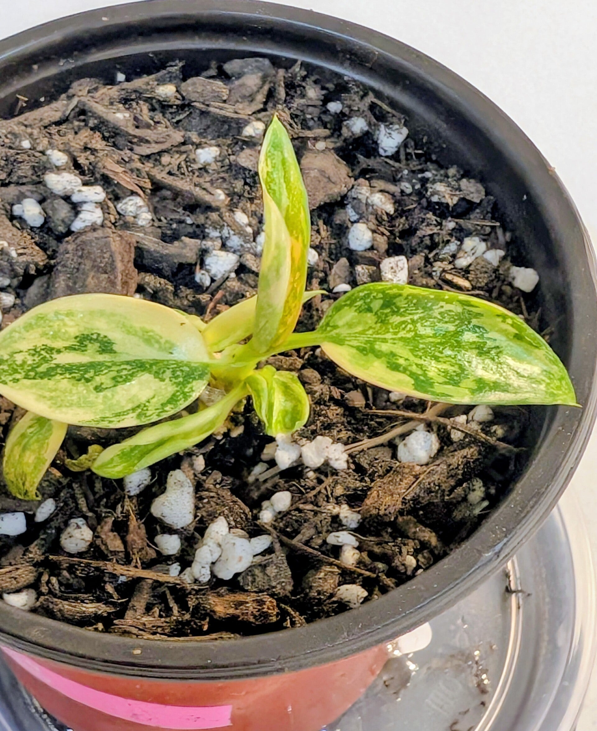 Philodendron Green Congo Hybrid