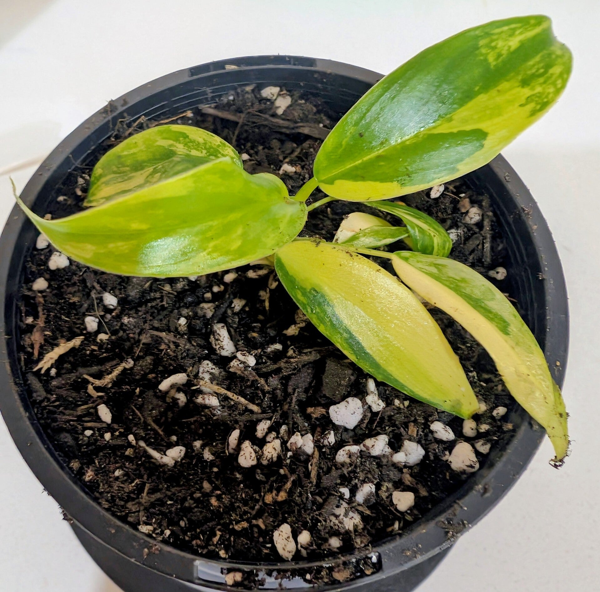 Philodendron Mango Milkshake AKA Domesticum Variegata