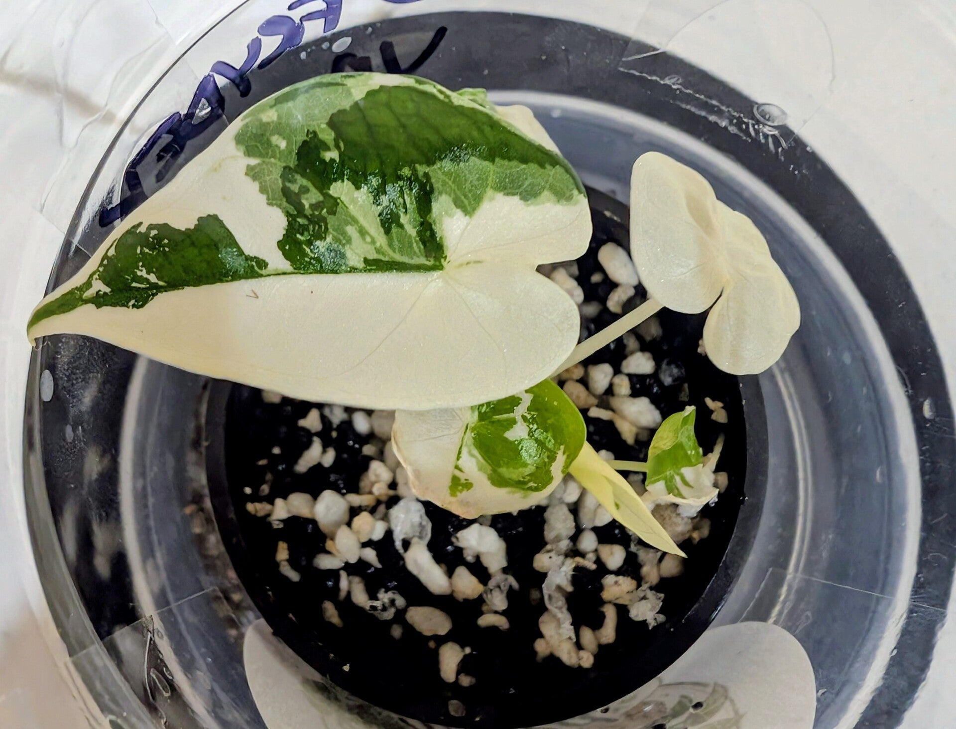 Alocasia Frydek Variegated
