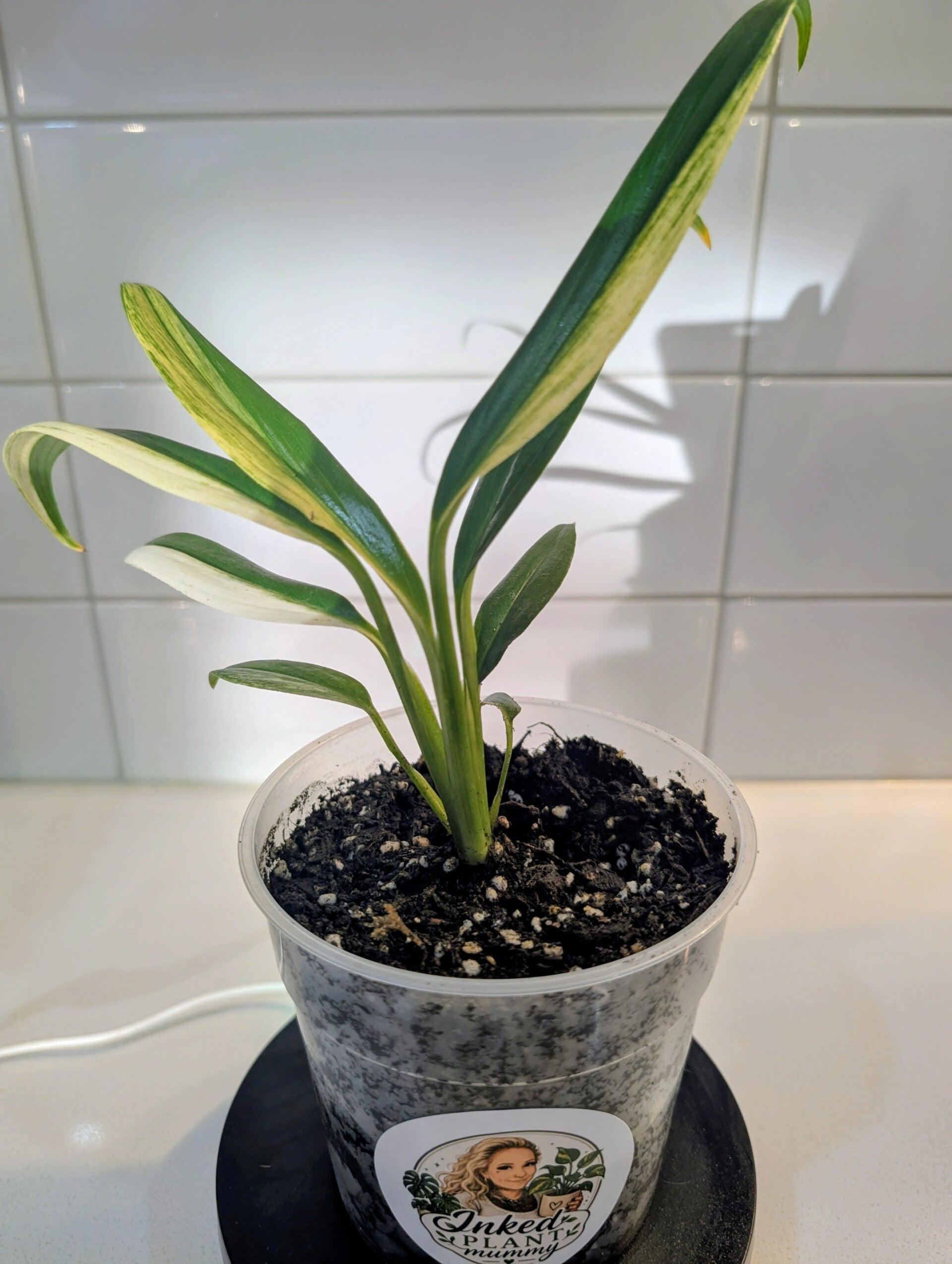 Epipremnum Amplissimum Variegated