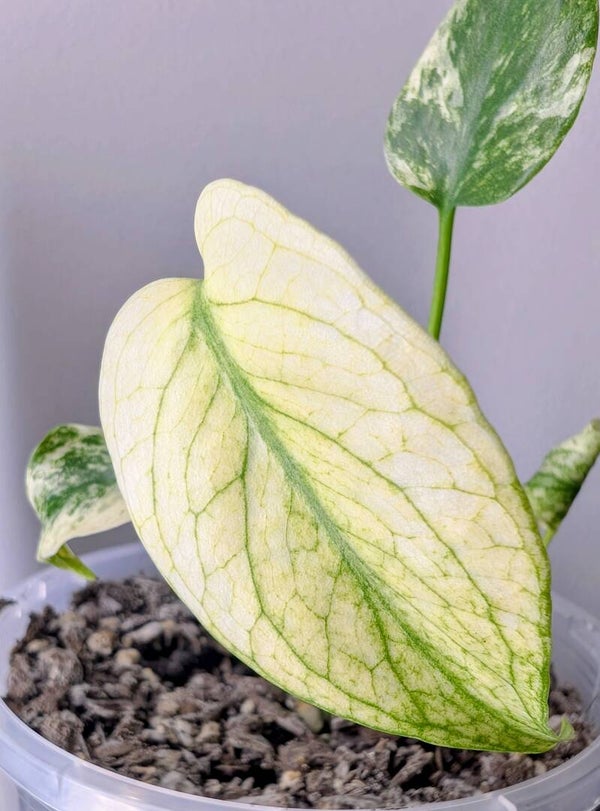 Monstera White Monster