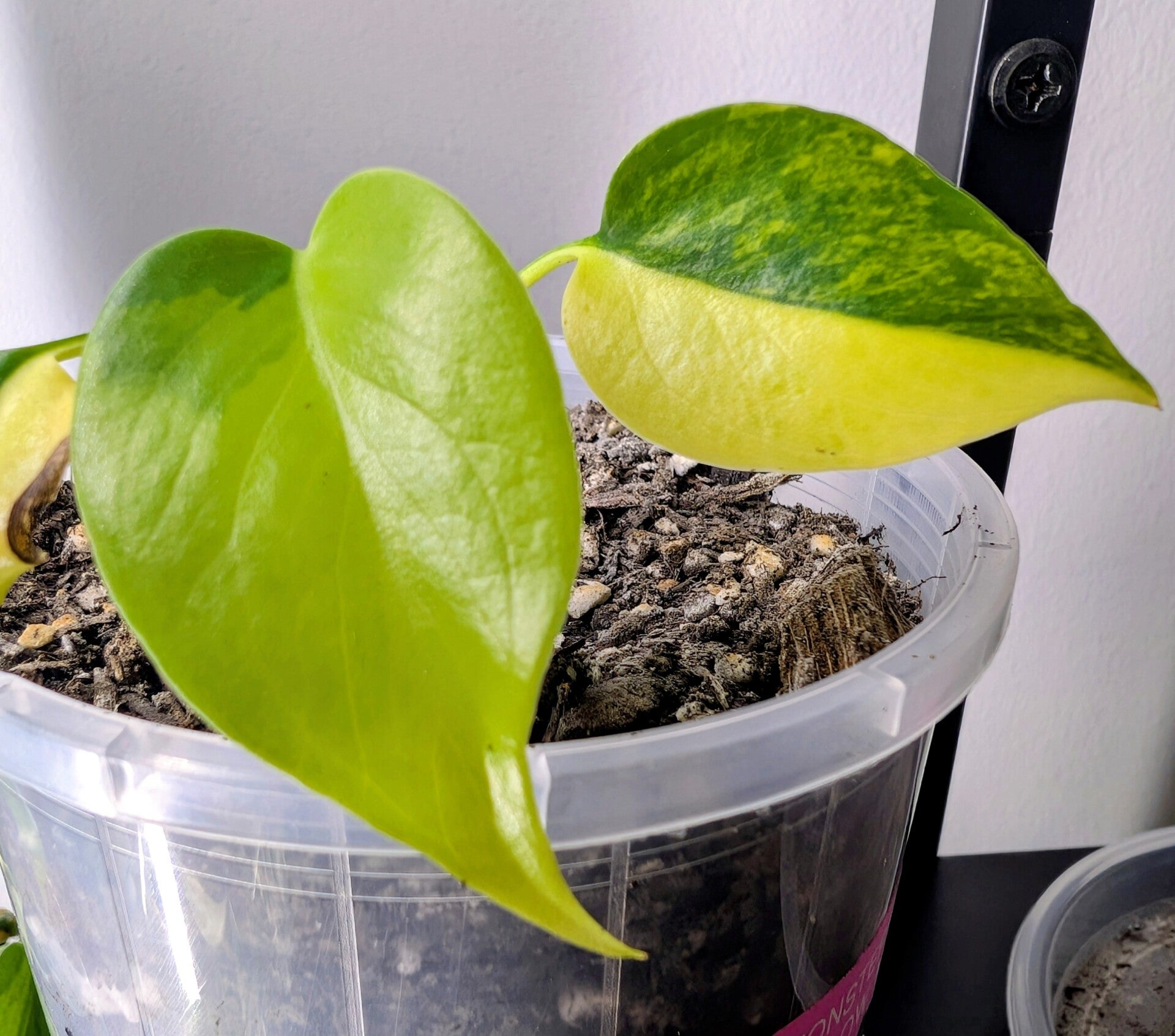Monstera Yellow Marilyn
