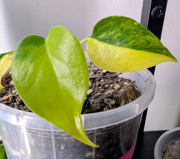 Monstera Yellow Marilyn