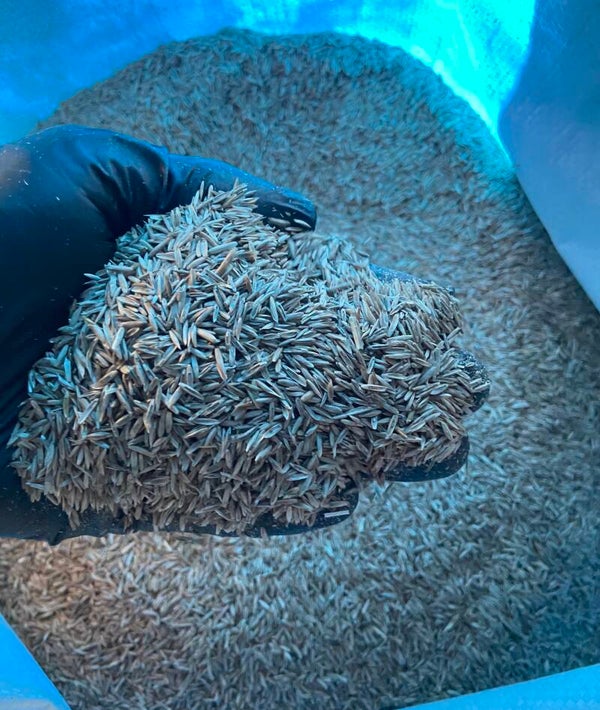 Fast acting hardy grass seed
