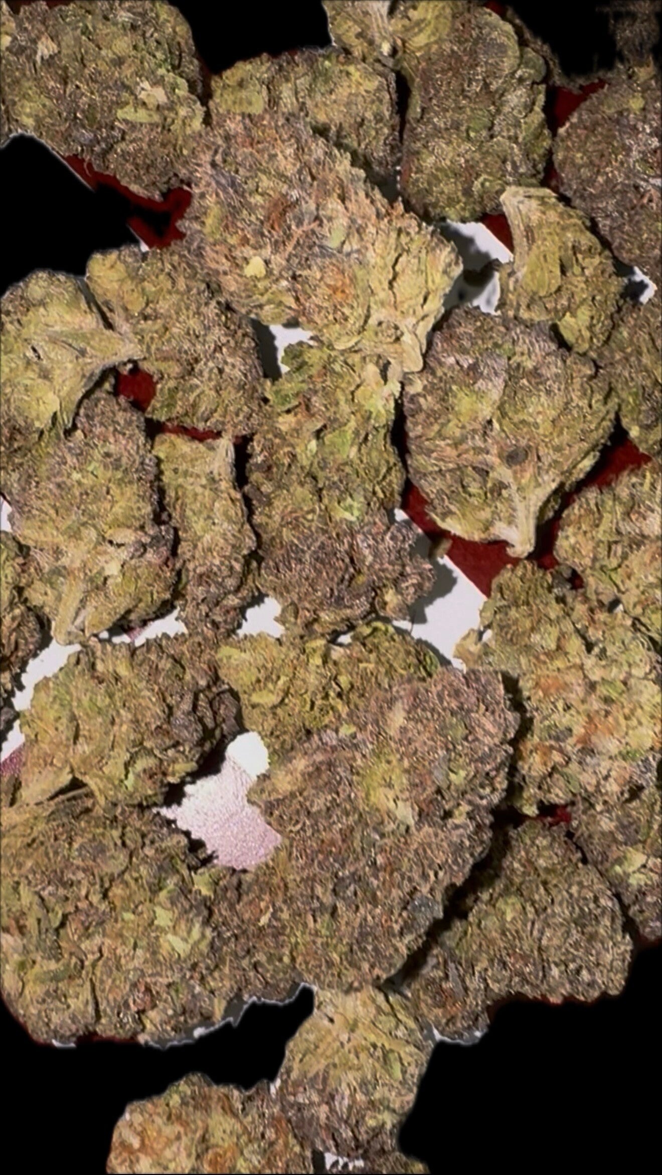 Purple kush
