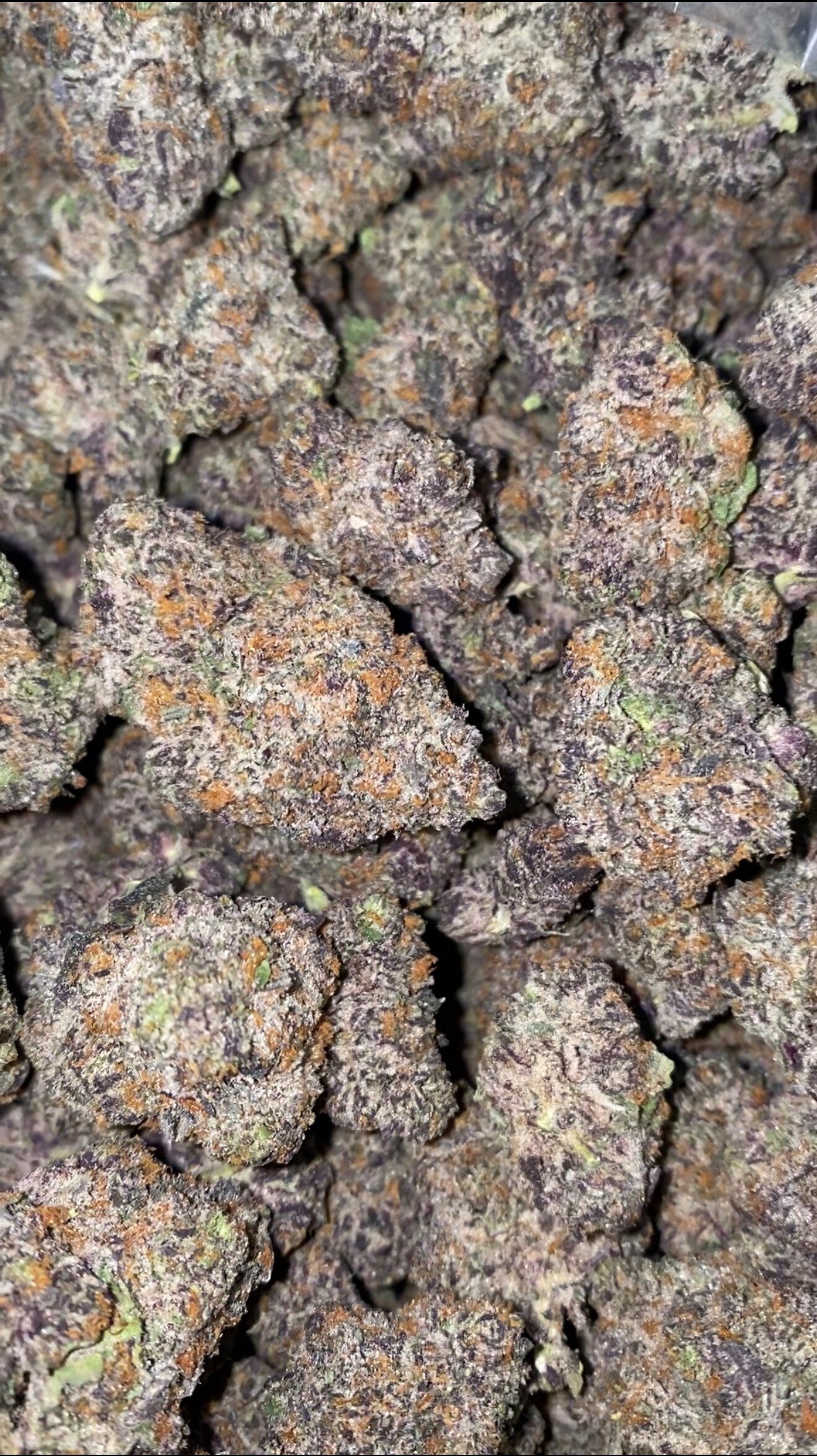 SOUR PURPLE