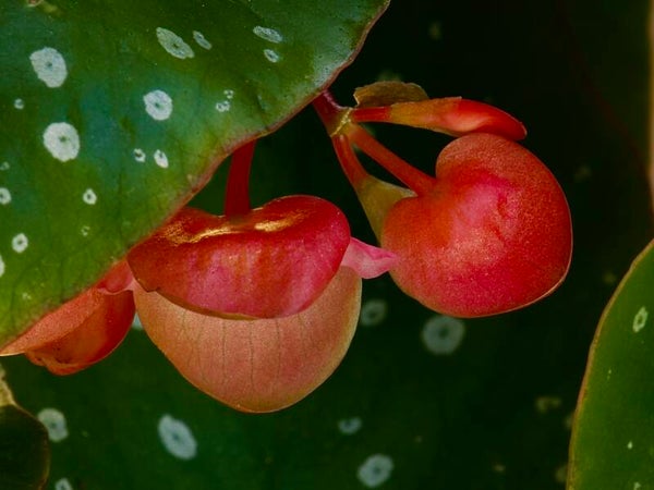 Hidden flora