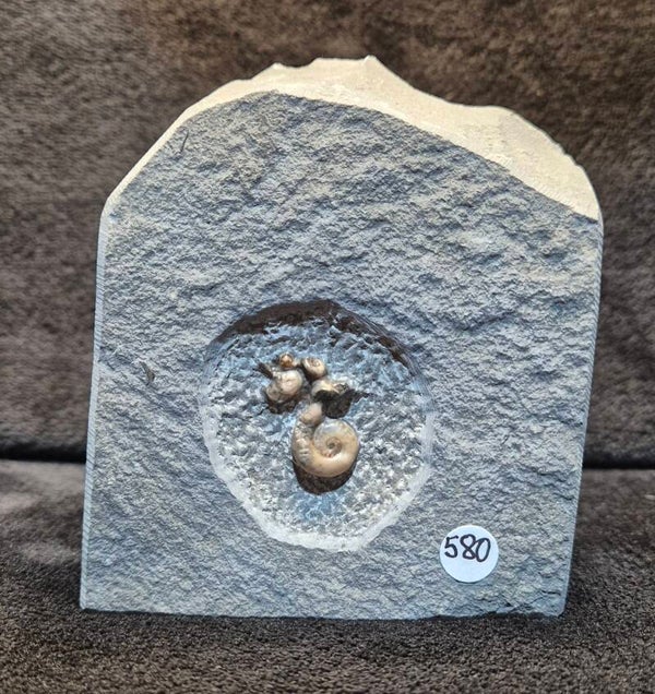 Calcite Ammonites 580