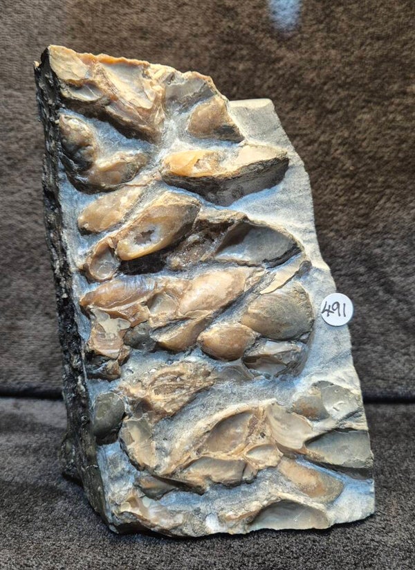 Jurassic Bivalves 491