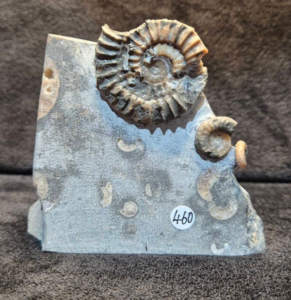 Calcite ammonite 460
