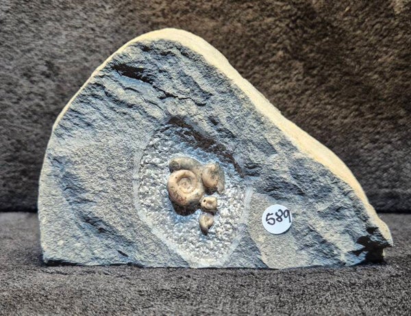 Calcite ammonites 589