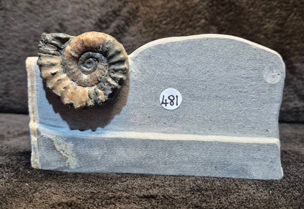 Calcite ammonite 481