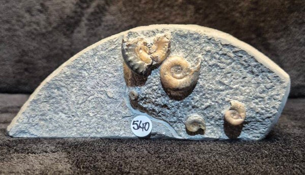 Calcite ammonites 540