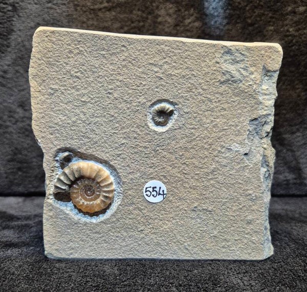 Calcite ammonite 554