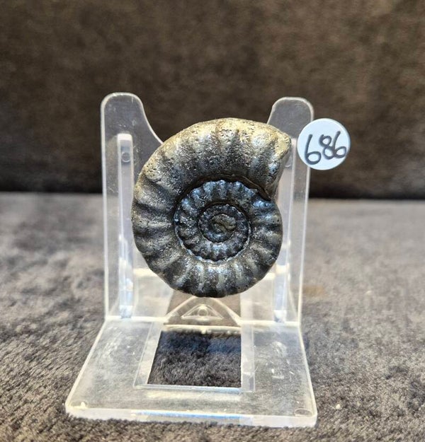 Pyrite Xipheroceras 686