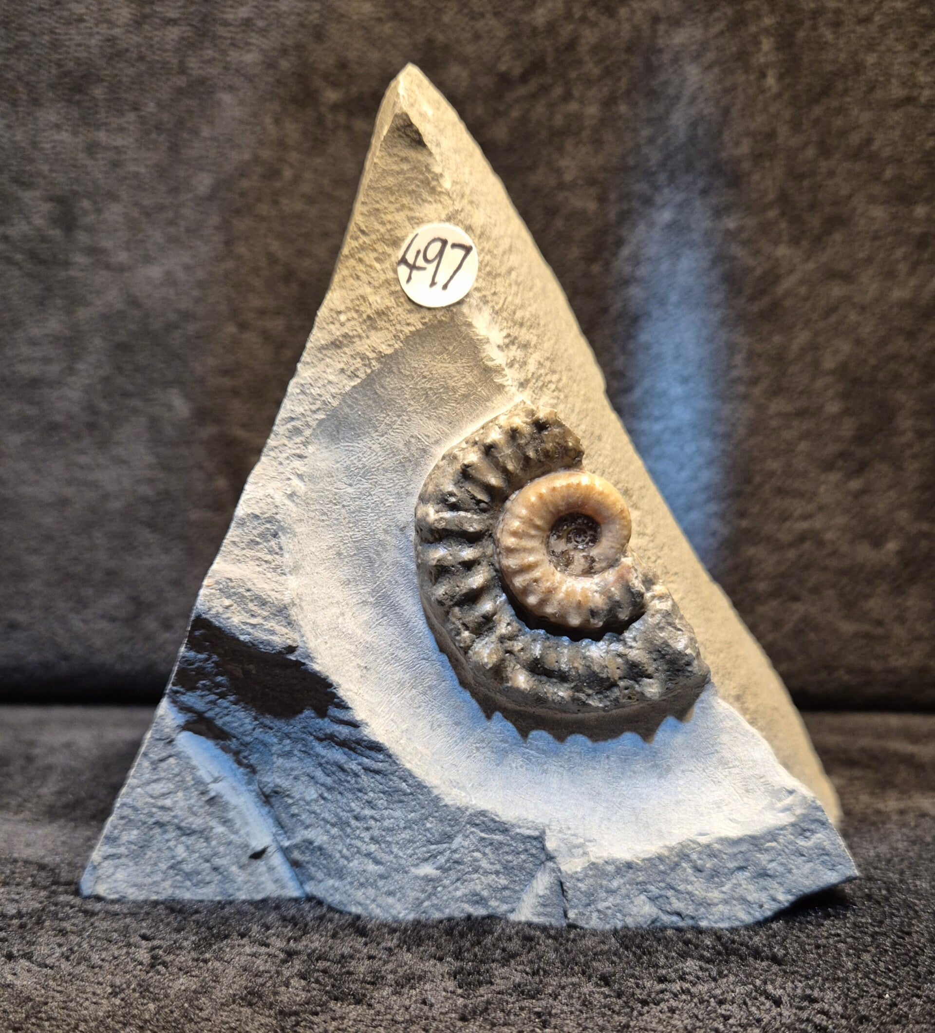 Partial Microderoceras 497