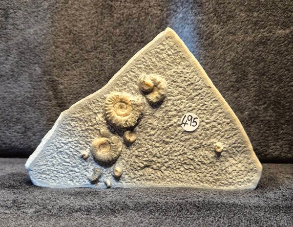 Calcite ammonites 495