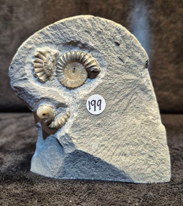 Calcite ammonites 199