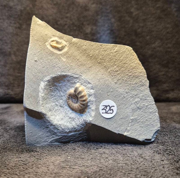 Calcite ammonites 325