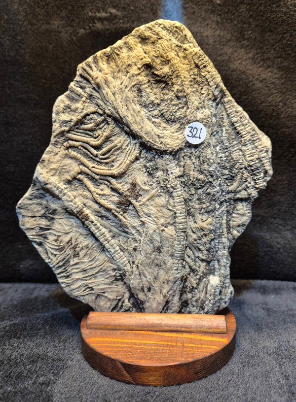 Crinoid with mount 321
