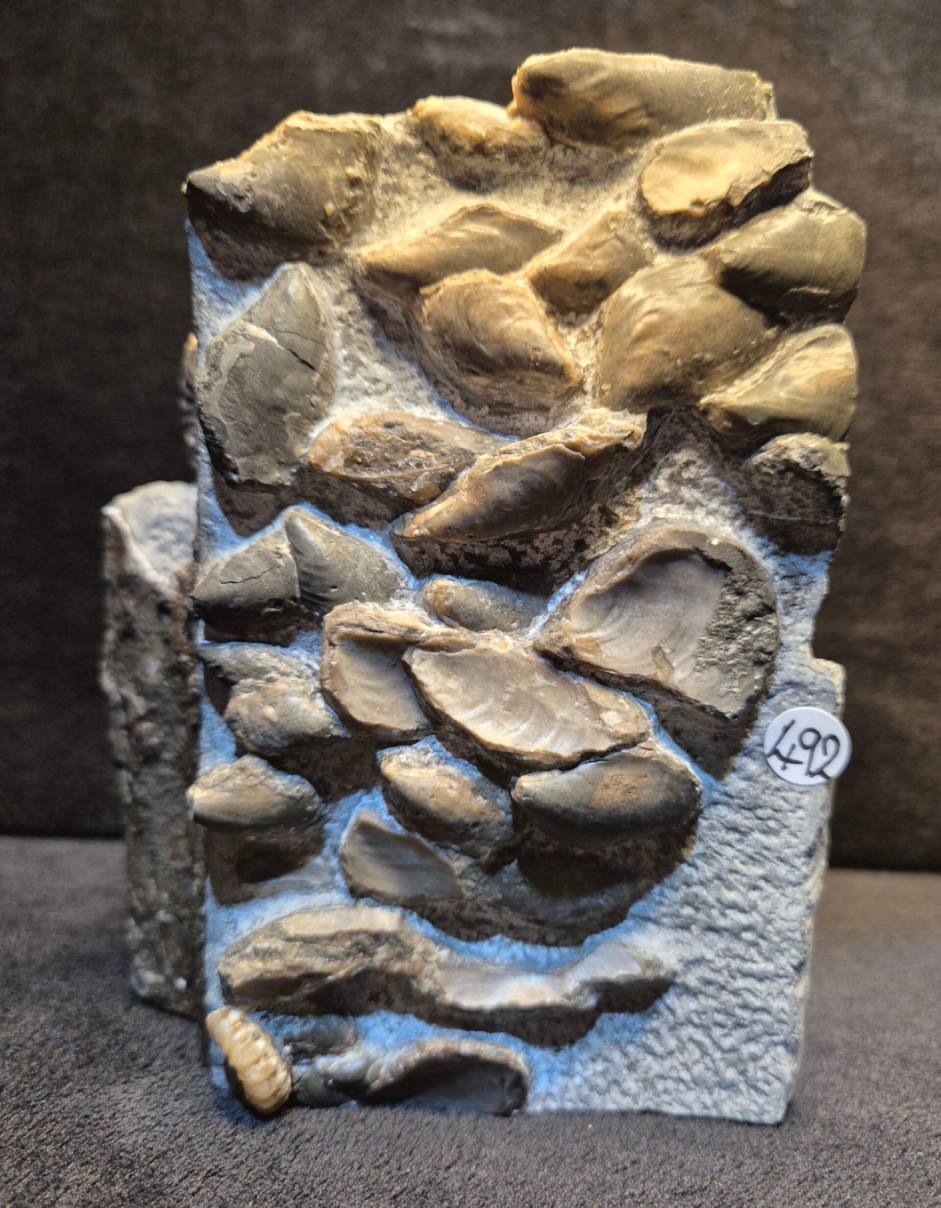 Bivalve with ammonite 492