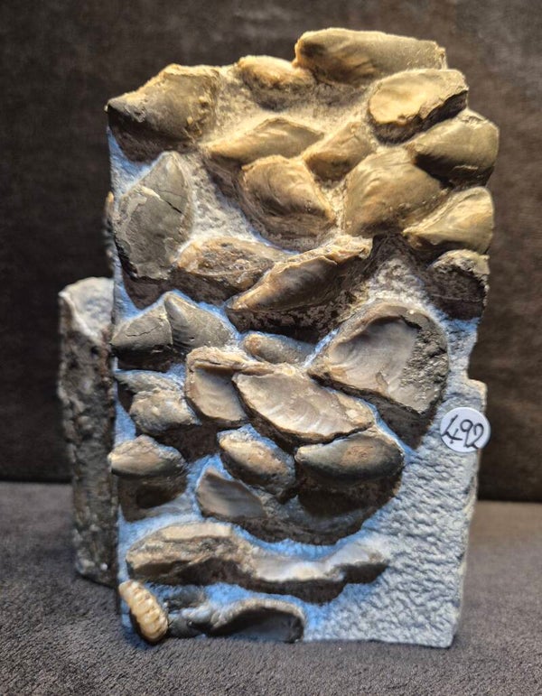 Bivalves with ammonite