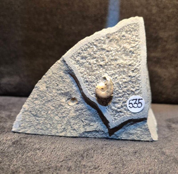 Calcite ammonite 535