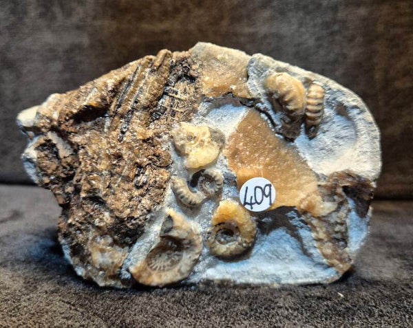 Calcite ammonites 409