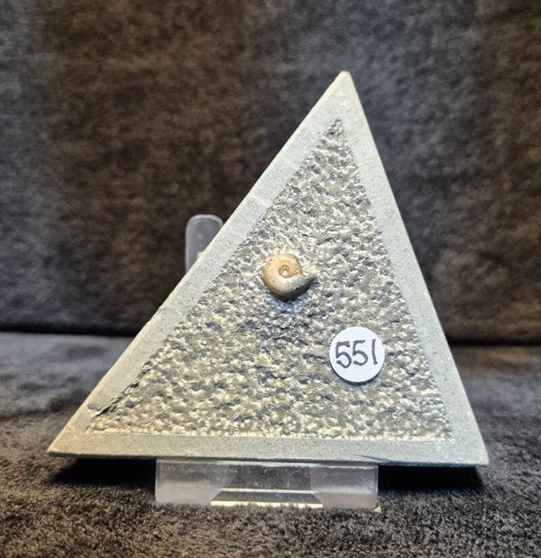 Calcite ammonite 551